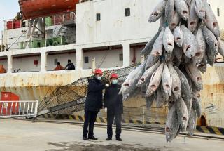 节后开工忙 240吨金枪鱼“结穗”进港（图）